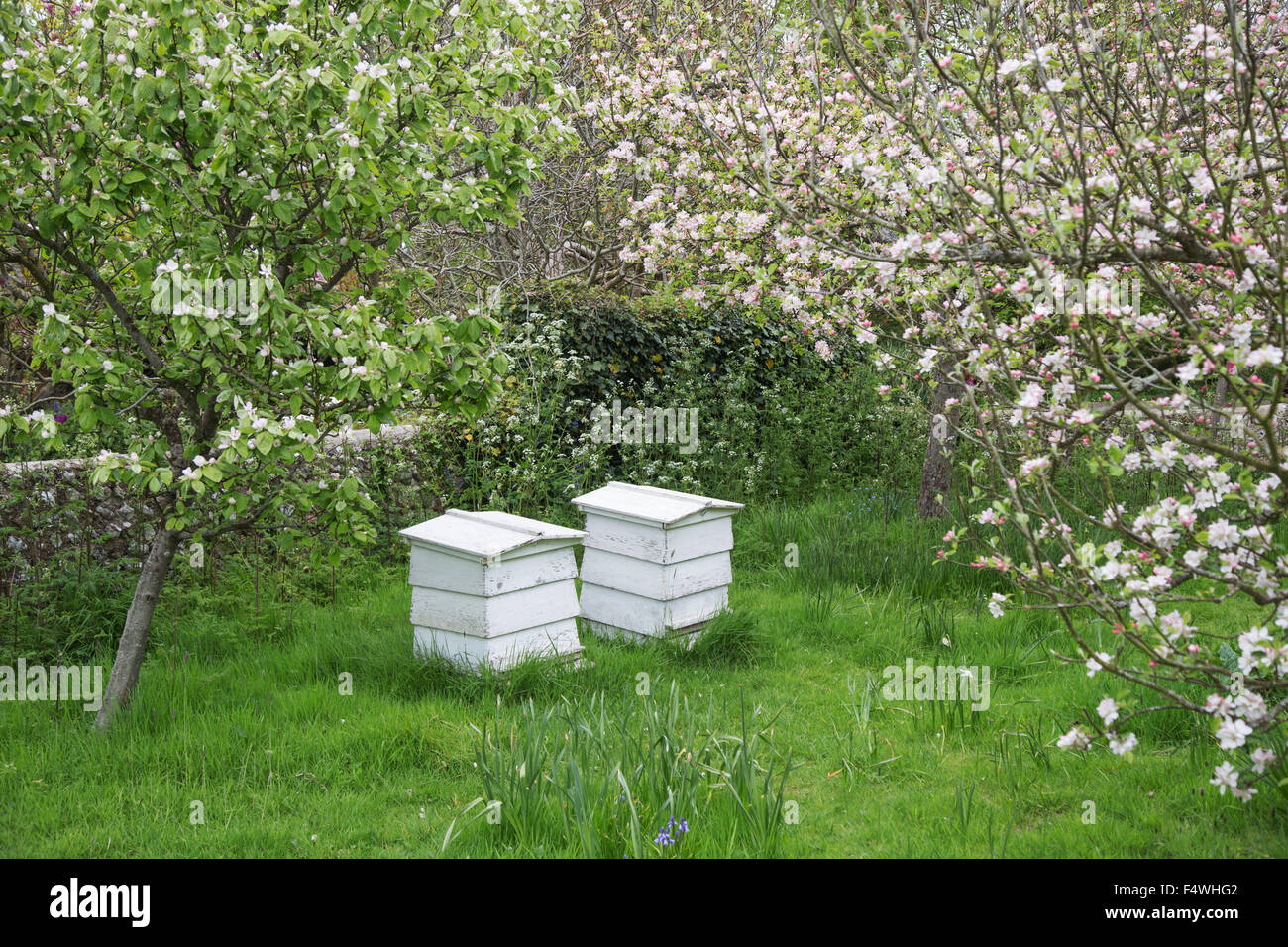 Weiß bemalte Bienenstöcke im englischen Landgarten im Frühling mit Apfelbäumen in der Blüte Stockfoto