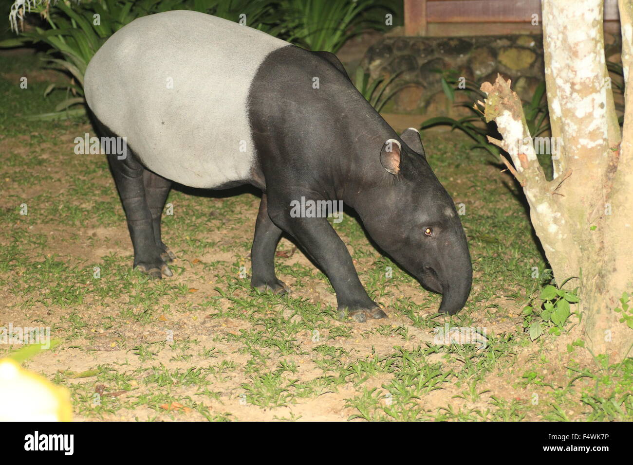 Malaiische Tapir (Tapirus Indicus) in Malaysia Stockfoto