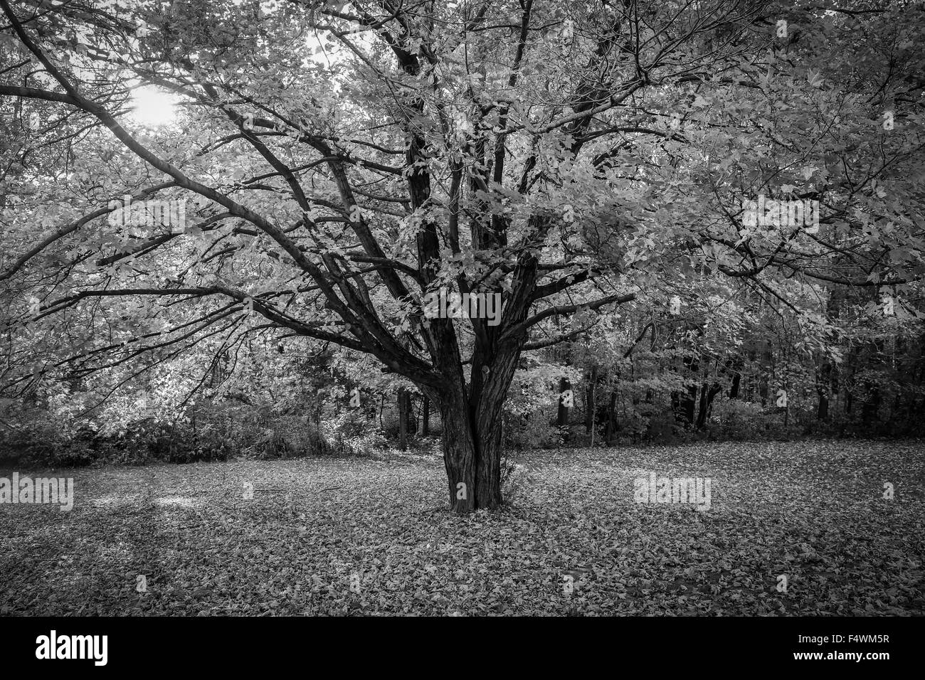 die Blätter färben Herbstfarben zu einem Aufenthalt in einem Waldgebiet auf der Westseite von Bloomington, Indiana. Stockfoto