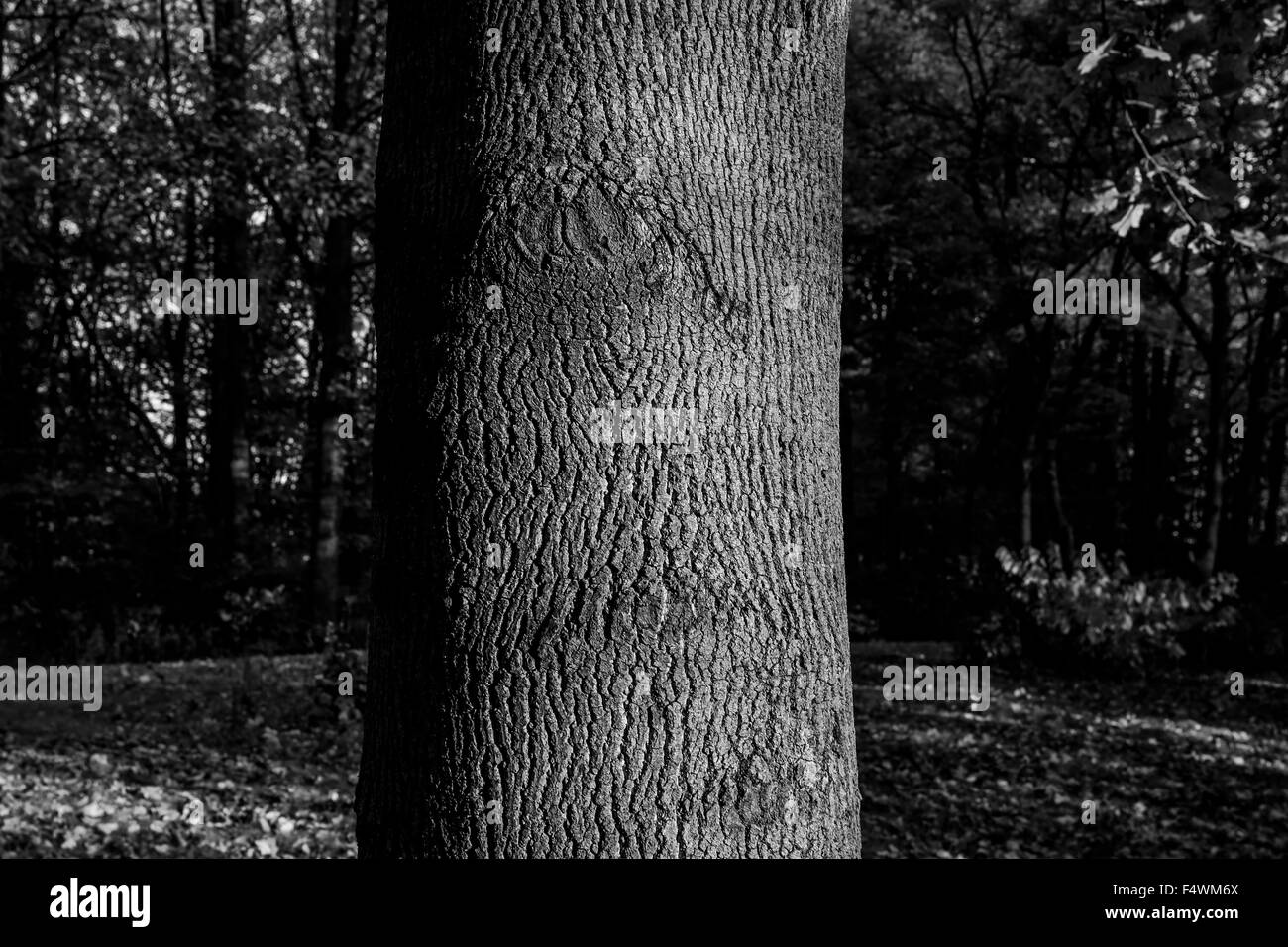 die Blätter färben Herbstfarben zu einem Aufenthalt in einem Waldgebiet auf der Westseite von Bloomington, Indiana. ---Baum-Stamm schwarz / weiß Stockfoto