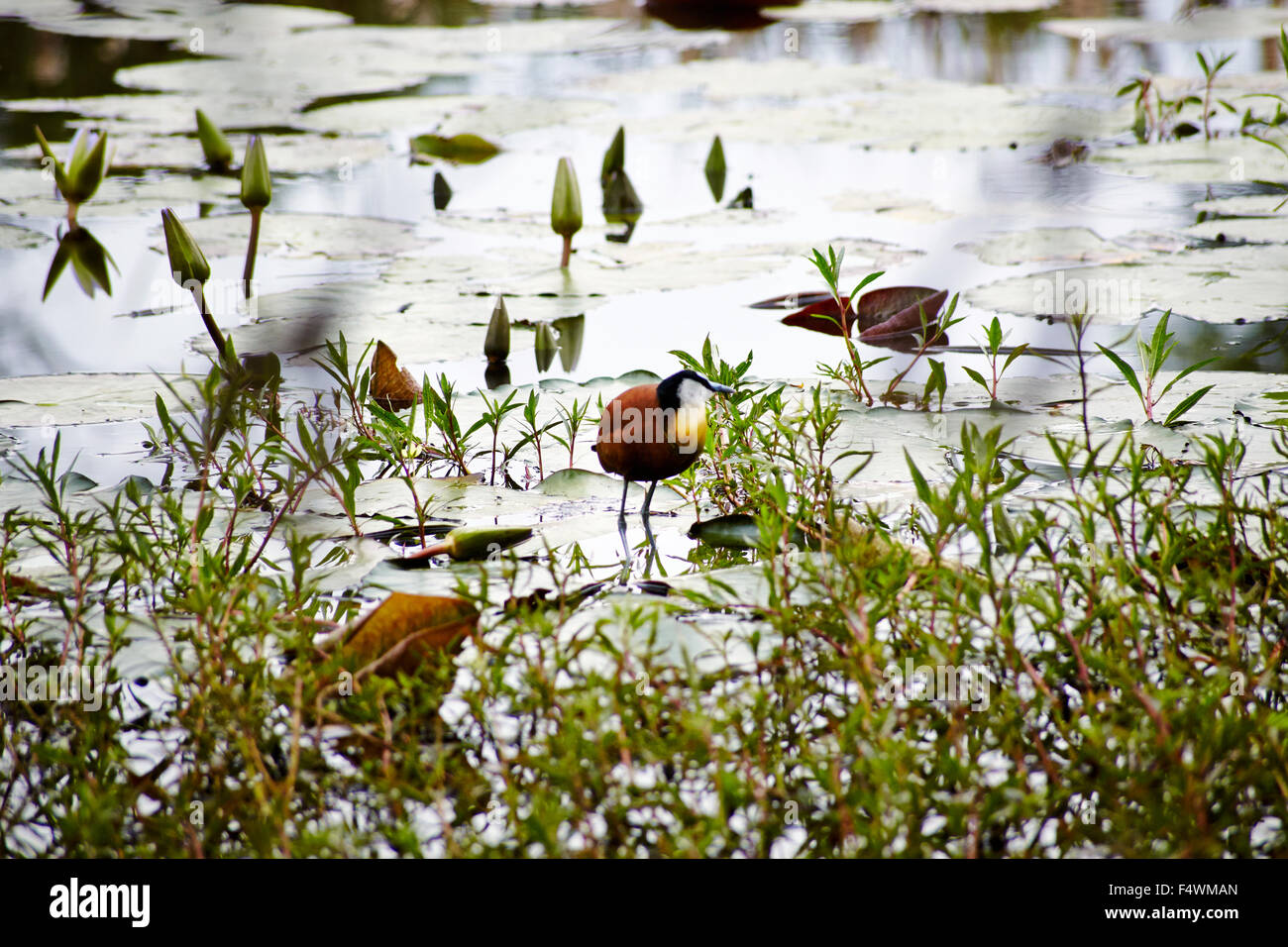 Vögel in einem Teich. Afrikaner Jacana Stockfoto