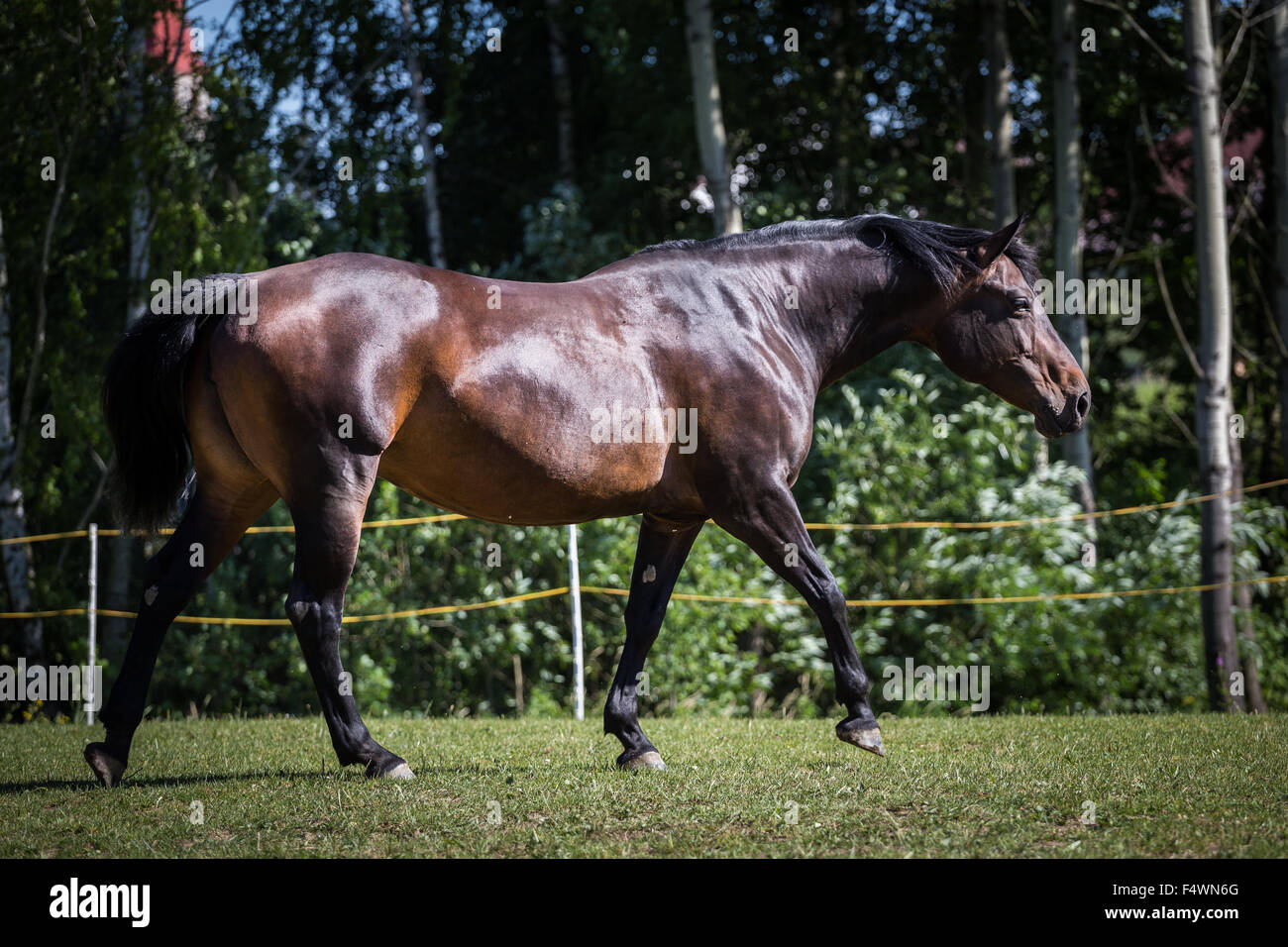 Quarter horse Stockfoto