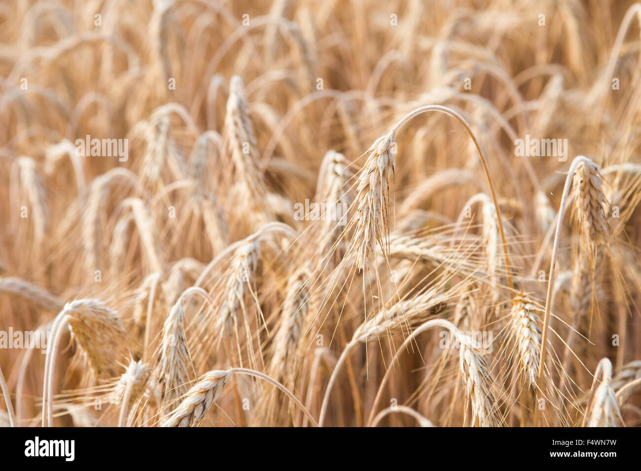 Getreidepflanzen, Gerste, mit unterschiedlichen Schwerpunkten. Stockfoto