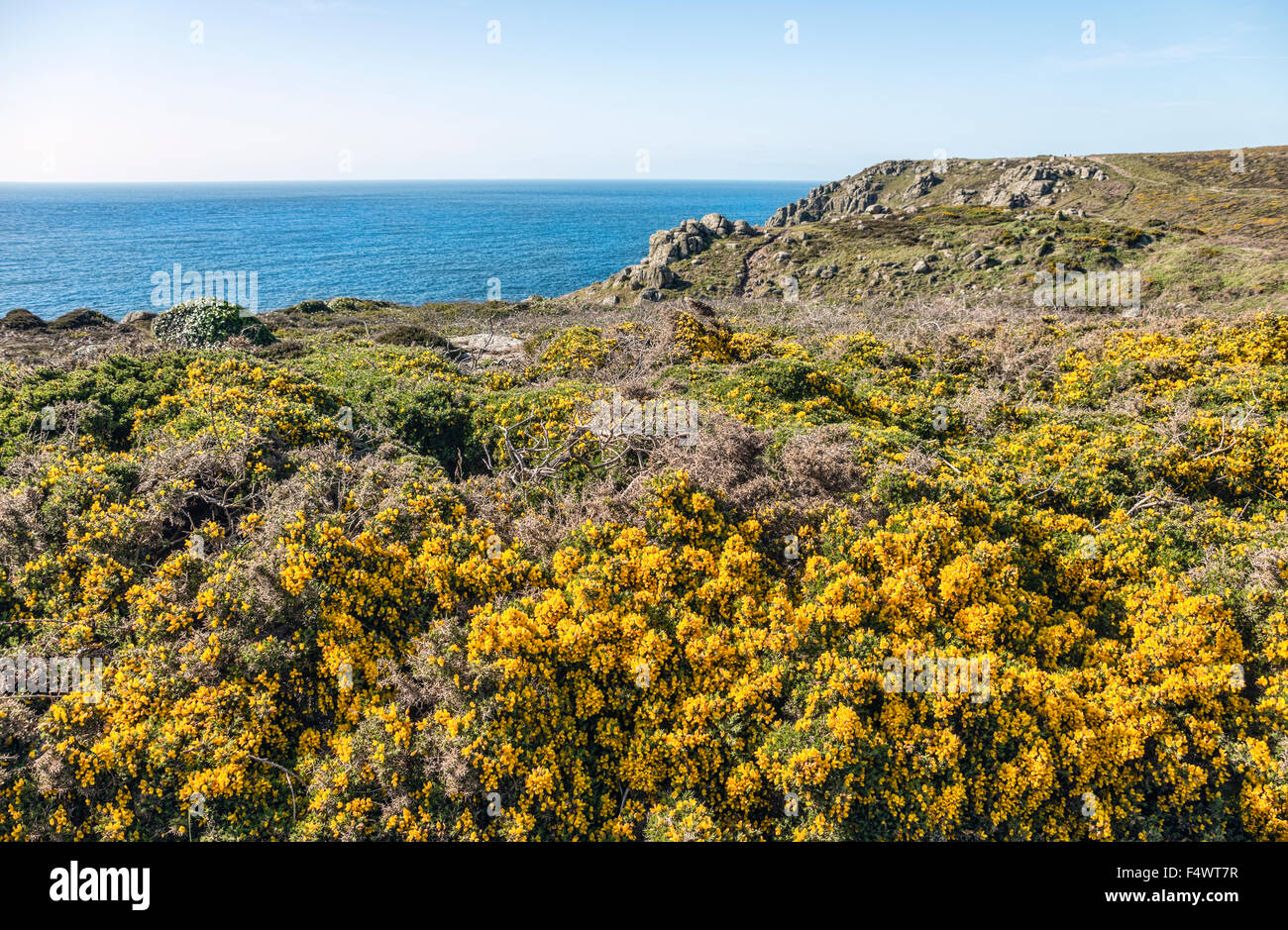 Gelbe Gorse Blume in einer malerischen Küstenlandschaft am Lands End, Cornwall, England, Großbritannien Stockfoto