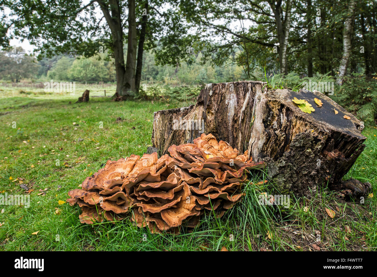 Riesige Polypore Halterung Pilz / schwarz-Färbung Polypore (Meripilus Giganteus / Polyporus Giganteus) auf Baumstumpf Stockfoto