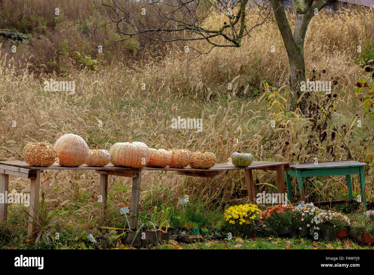 Bauernhof Stand im Herbst mit Mütter, Kürbisse und Kalebassen, Schoharie County, New York State, USA Stockfoto