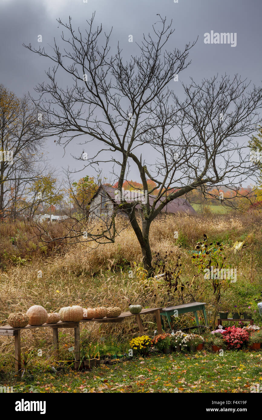 Bauernhof Stand im Herbst mit Mütter, Kürbisse und Kalebassen, Schoharie County, New York State, USA Stockfoto
