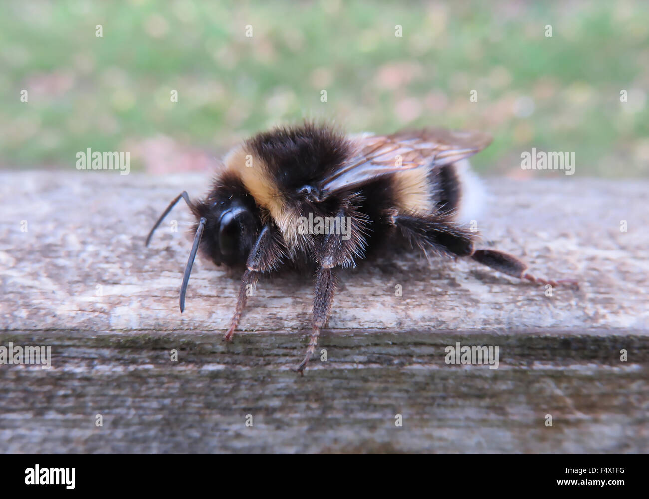 BOMBUS TERRESTRIS (männlich) Biene. Foto Tony Gale Stockfoto