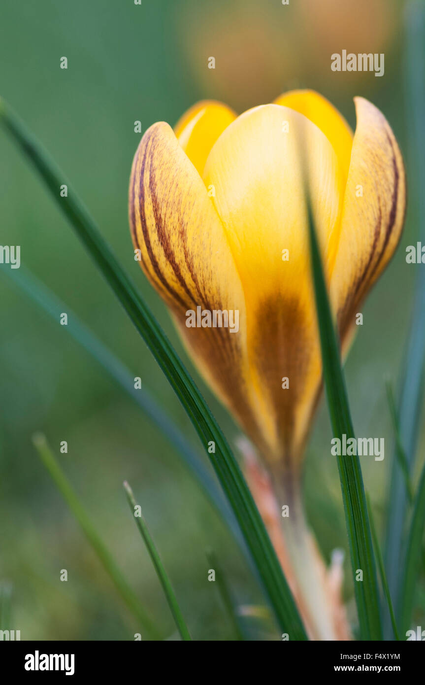 CROCUS CHRYSANTHUS ZWANENBURG BRONZE Stockfoto