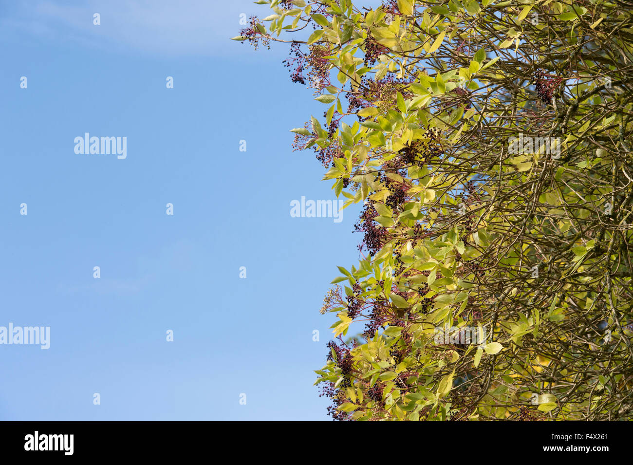Sambucus Nigra. Holunder Frucht auf einem Baum gegen blauen Himmel Stockfoto
