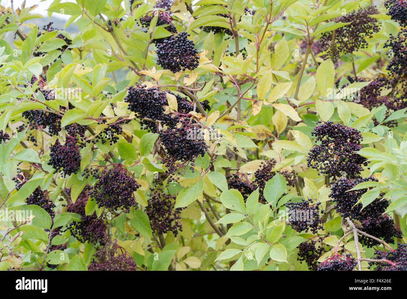 Sambucus Nigra. Holunder Frucht auf einem Baum Stockfoto