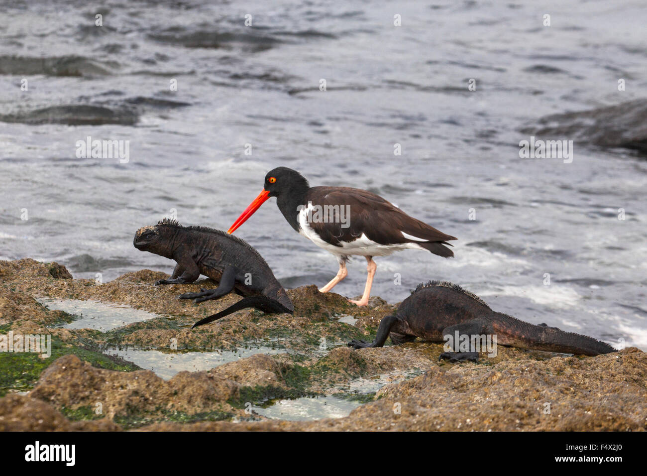 Amerikanische Austernfischer (Haematopus palliatus) und Marine-Iguanas (Amblyrhynchus cristatus) auf der Pazifikküste der Galapagos-Inseln Stockfoto