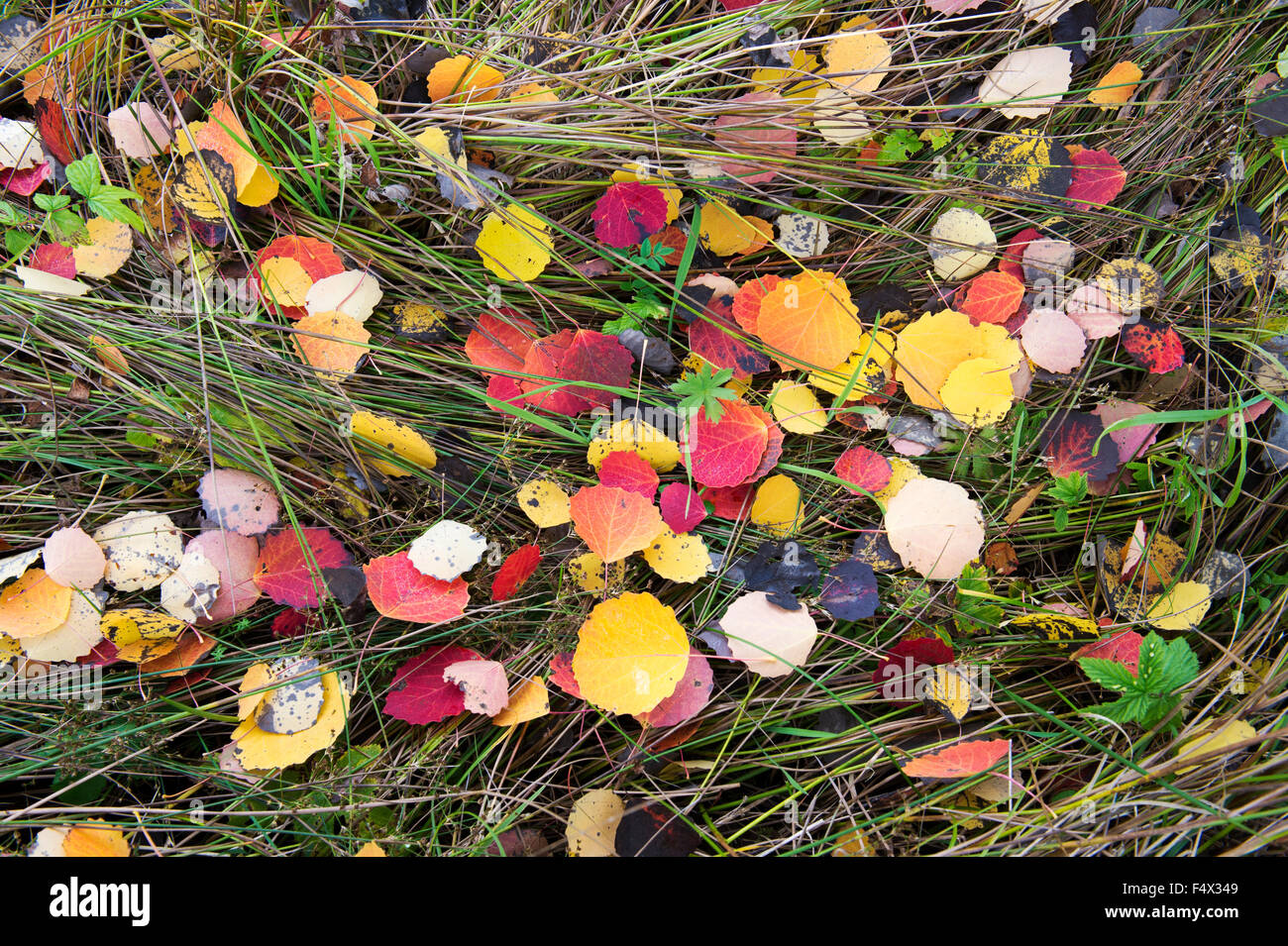 Populus Tremula. Gefallener Herbst Aspen Baum Blätter in Sumpfgras. Schottland Stockfoto