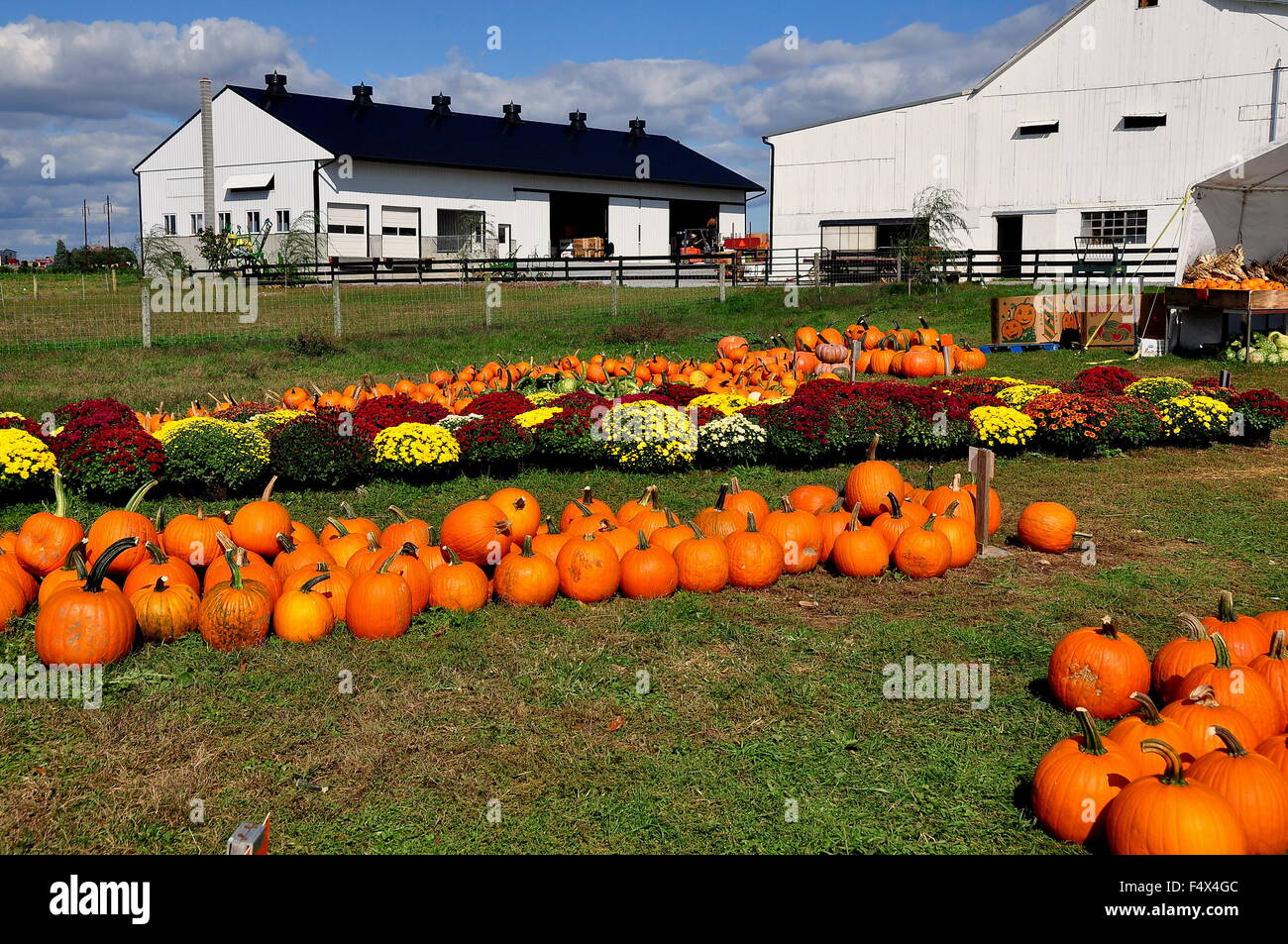 Ronks, Pennsylvania: Kürbisse, Kürbisse und Chrysanthemen sind auf dem Rasen auf dem Bauernhof Pumpkin Patch verteilt Stockfoto