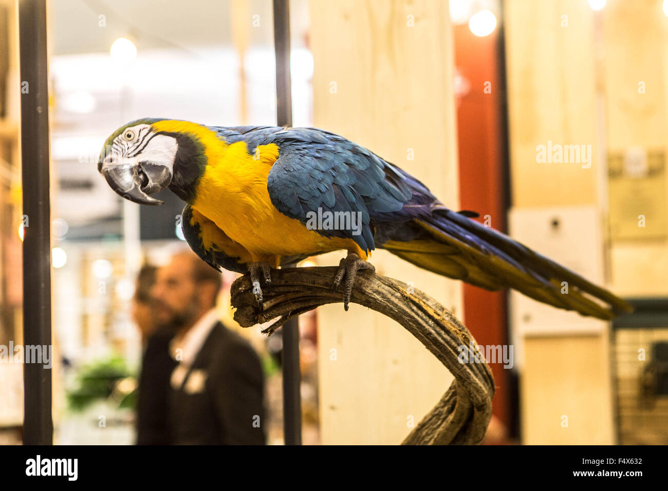 Mailand, Italien. 23 Okt, 2015. Host, internationale Gastfreundschaft Ausstellung. Papagei in einem Ständer Stockfoto