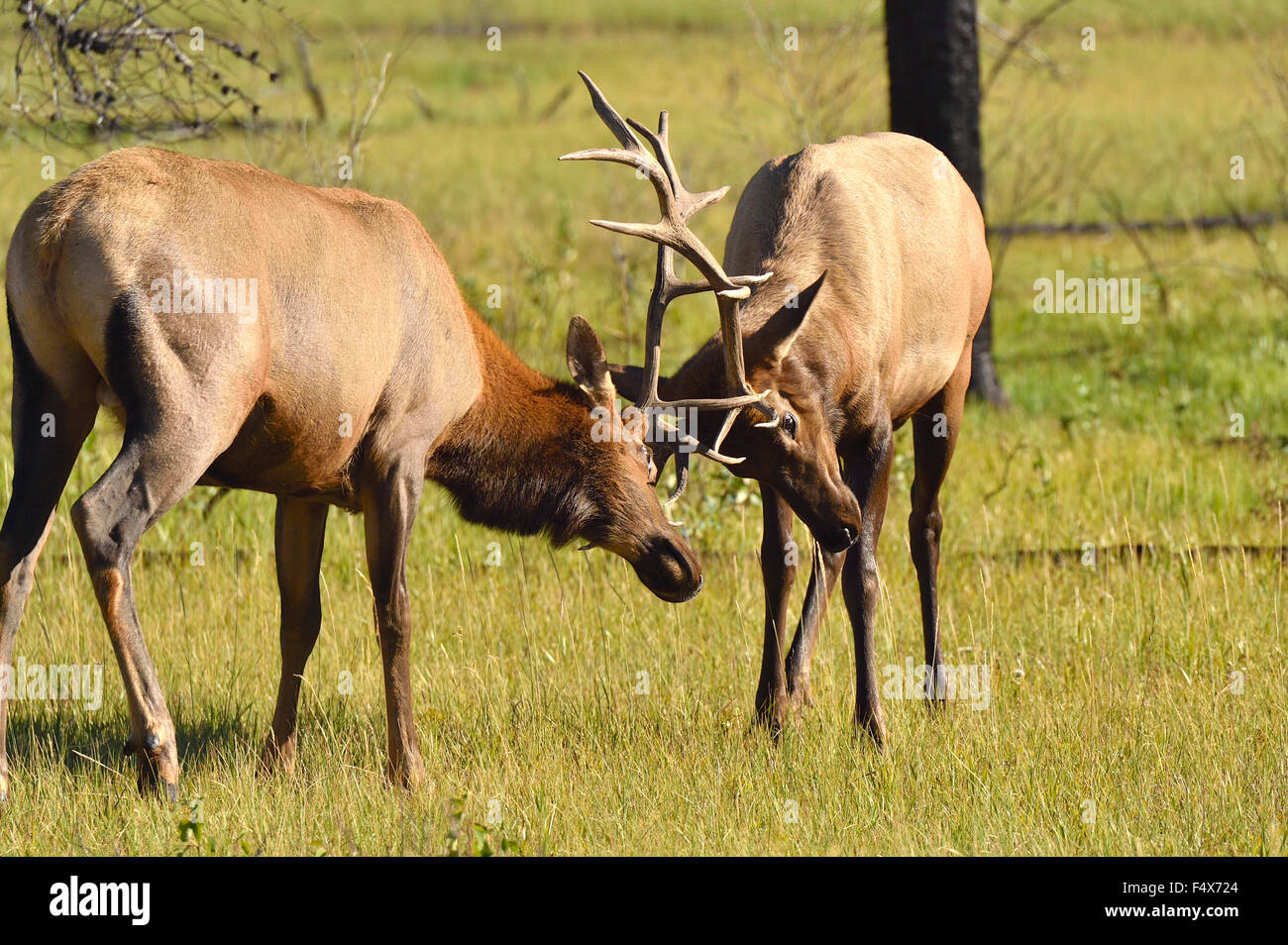 Zwei Bull Elk Cervus Elaphus, kämpfen in einer Wiese Stockfoto