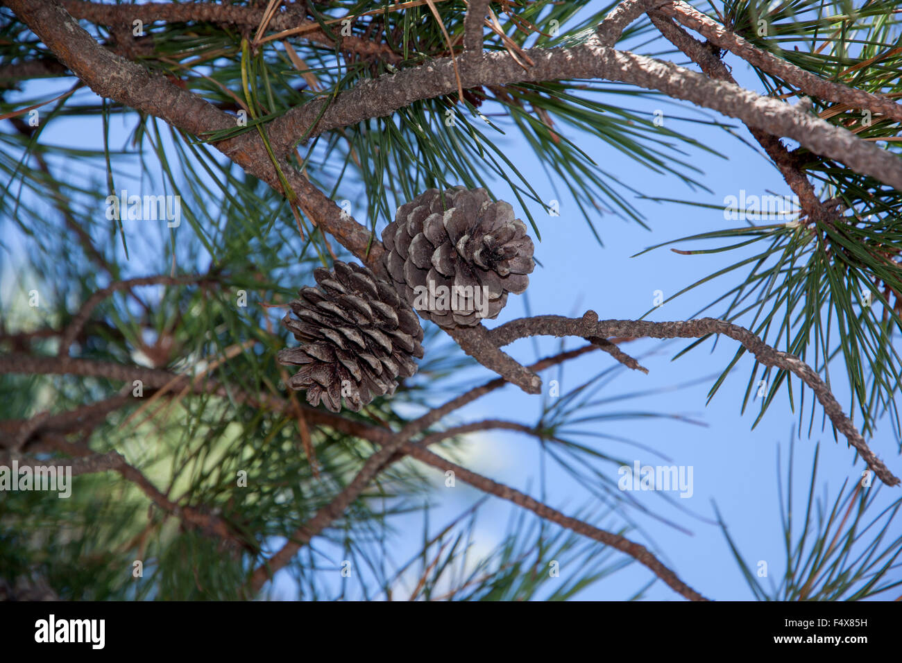 Pitch Pine (Pinus rigida) Kegel und Nadeln auf den Ästen. Stockfoto