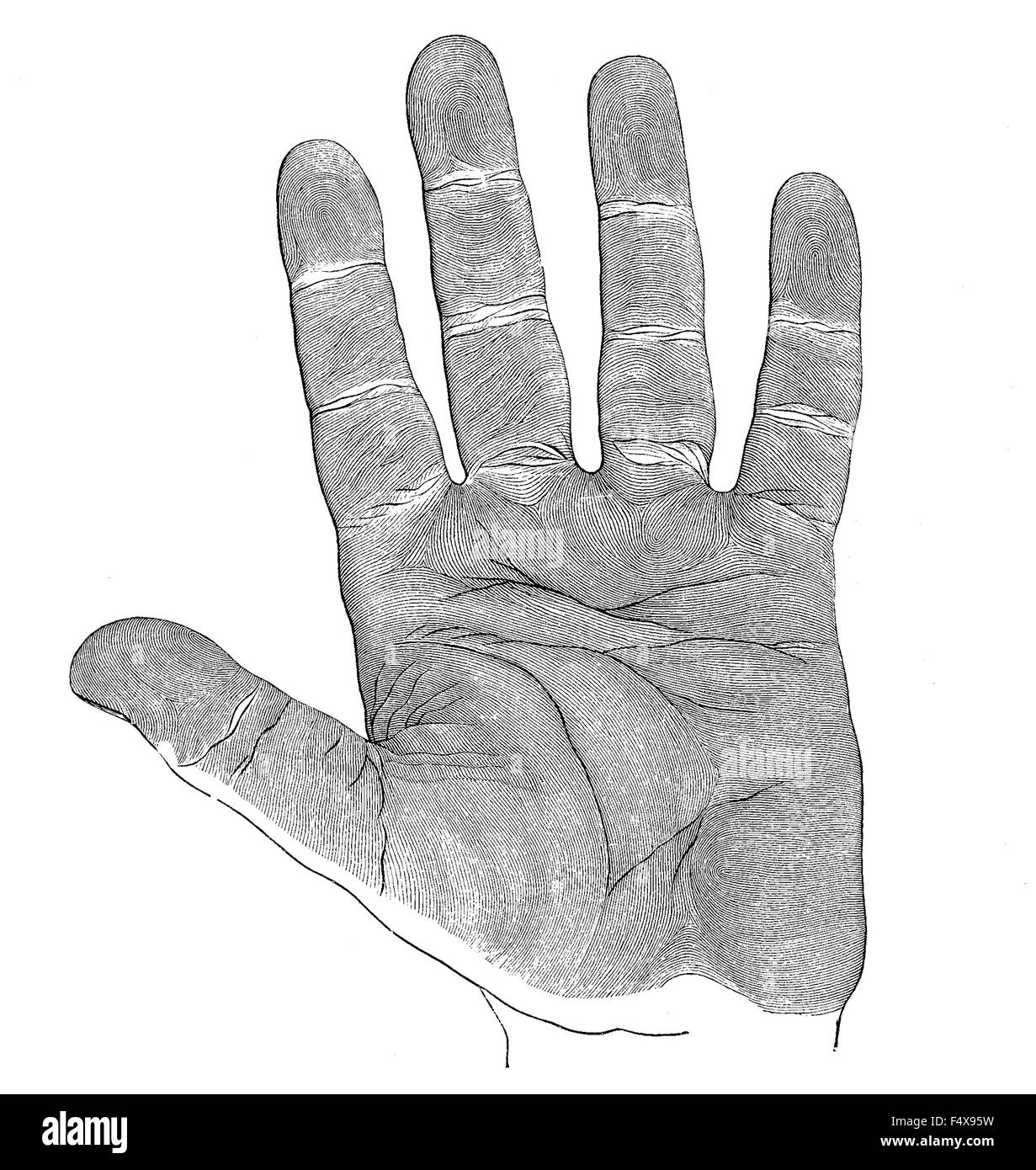 Jahrgang, Gravur, Anatomie, menschliche Hand, Handfläche Stockfoto