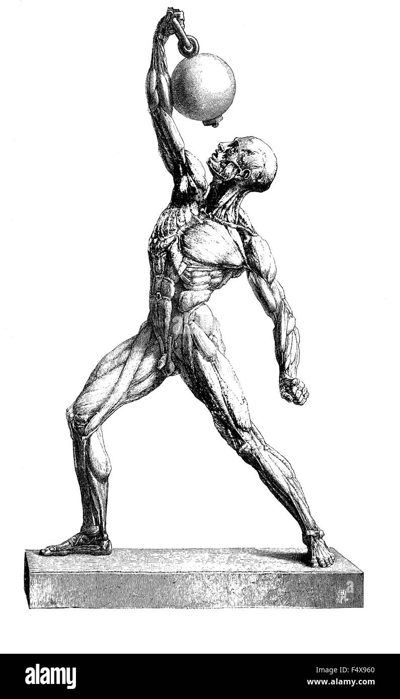 Anatomie: Menschliche Muskulatur, Vintage Gravur Stockfoto