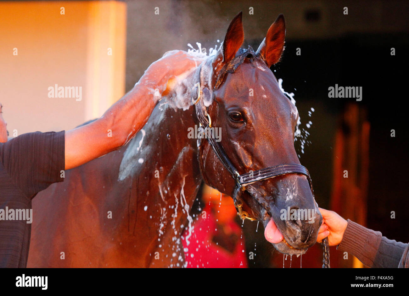 Lexington, KY, USA. 23. Oktober 2015. 23. Oktober 2015: Betrachter, von Richard Mandella geschult und im Besitz von B. Wayne Hughes, überqueren in des Züchters Cup Classic Grade 1 $5.000.000 und des Züchters Cup Spinnrocken $2.000.000 eingegeben. Candice Chavez/ESW/CSM/Alamy Live-Nachrichten Stockfoto