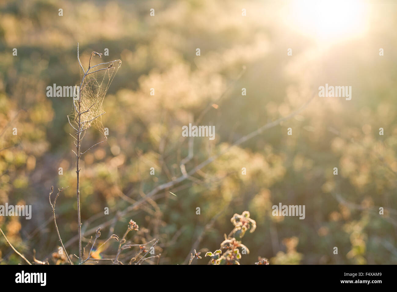 Wilde kleine trockene Pflanze gegen die Sonne Licht Himmel Dehesa Landschaft, Extremadura, Spanien Stockfoto