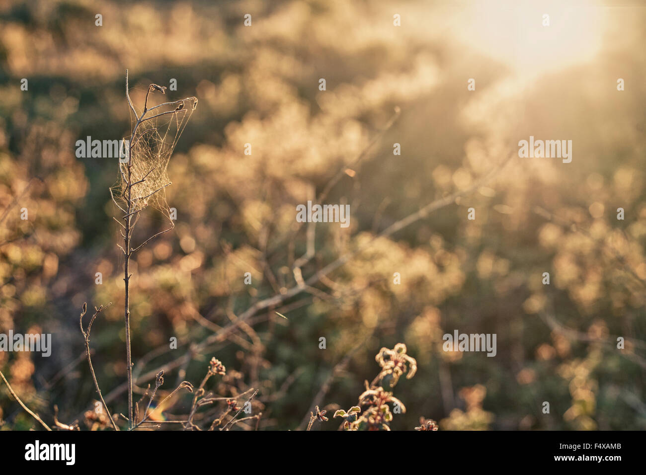 Wilde kleine trockene Pflanze gegen die Sonne Licht Himmel Dehesa Landschaft, Extremadura, Spanien Stockfoto