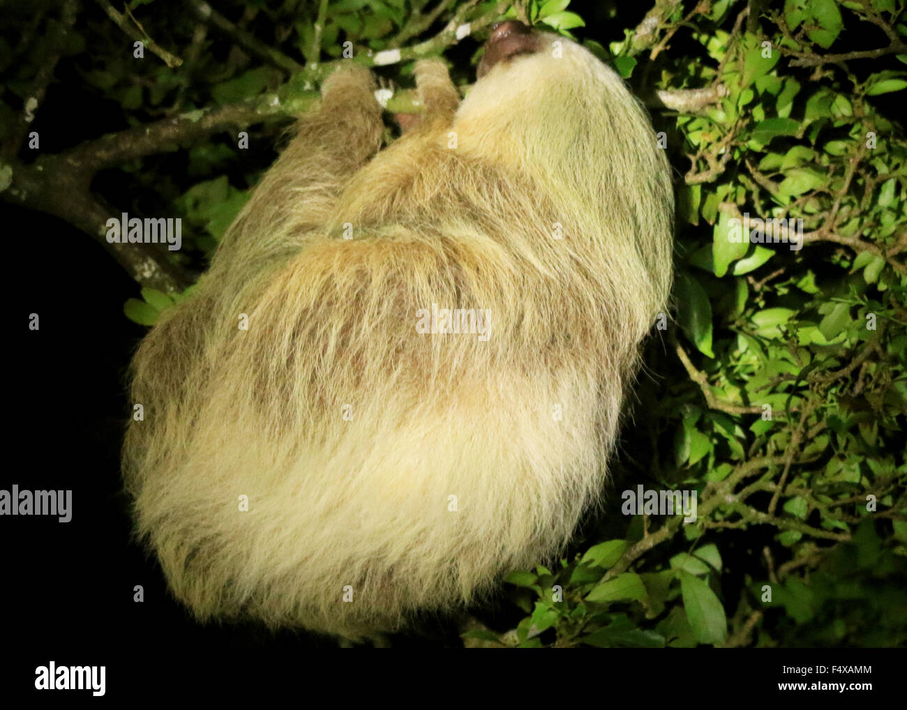 Zwei toed Sloth schlafen in einem Baum in Monteverde, Costa Rica Stockfoto