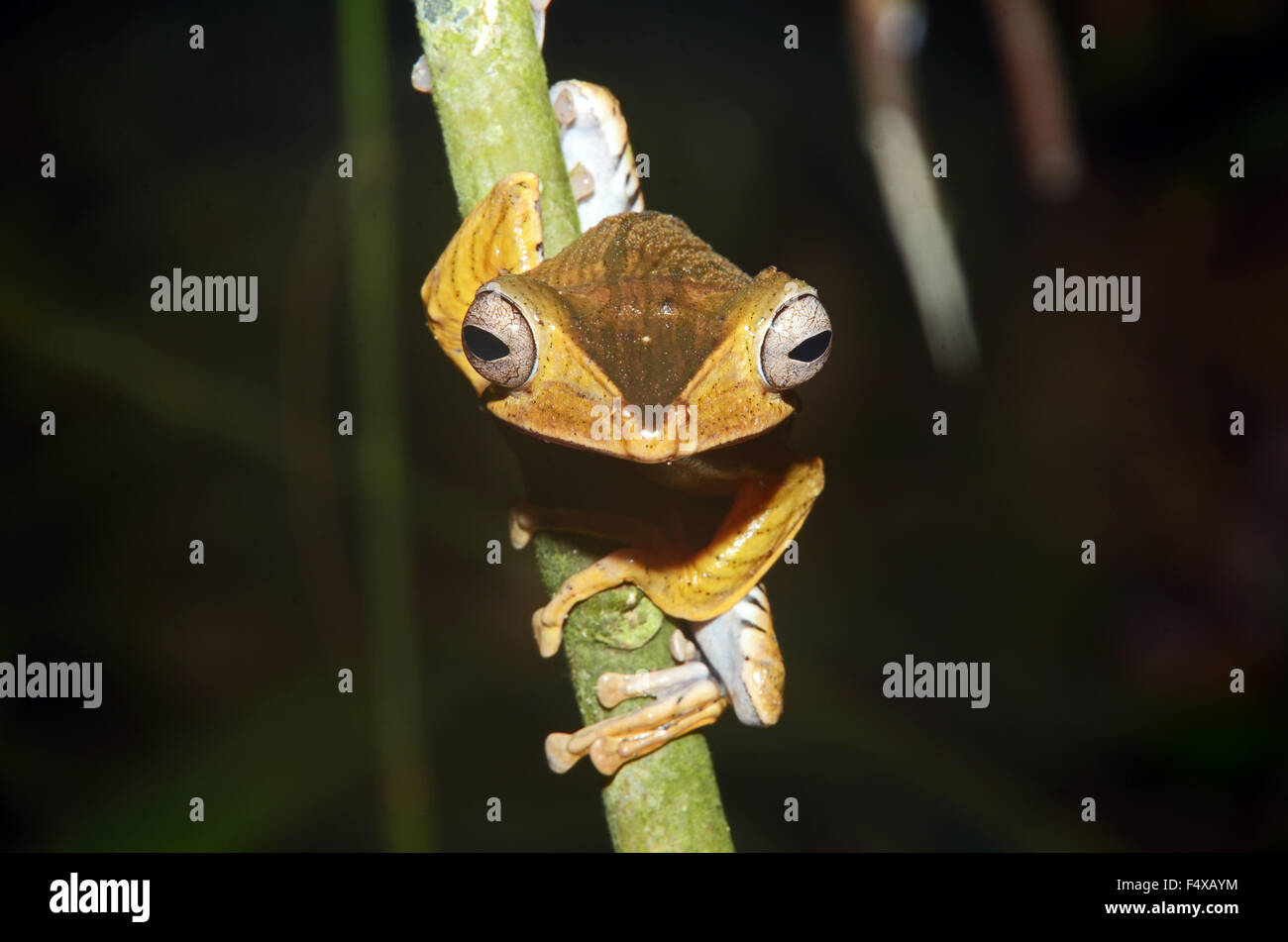 Datei-Schmuckschildkröte Laubfrosch (Polypedates Otilophus), Kubah Nationalpark, Malaysia Stockfoto