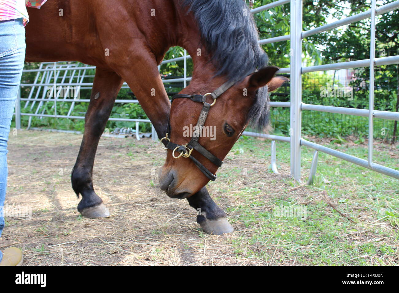 Pferde im Stall Stockfoto