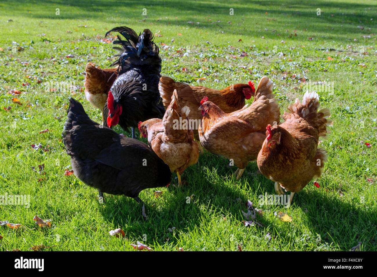 Ein schwarzer Freilandhaltung Hahn mit Rost farbigen Hennen. Stockfoto