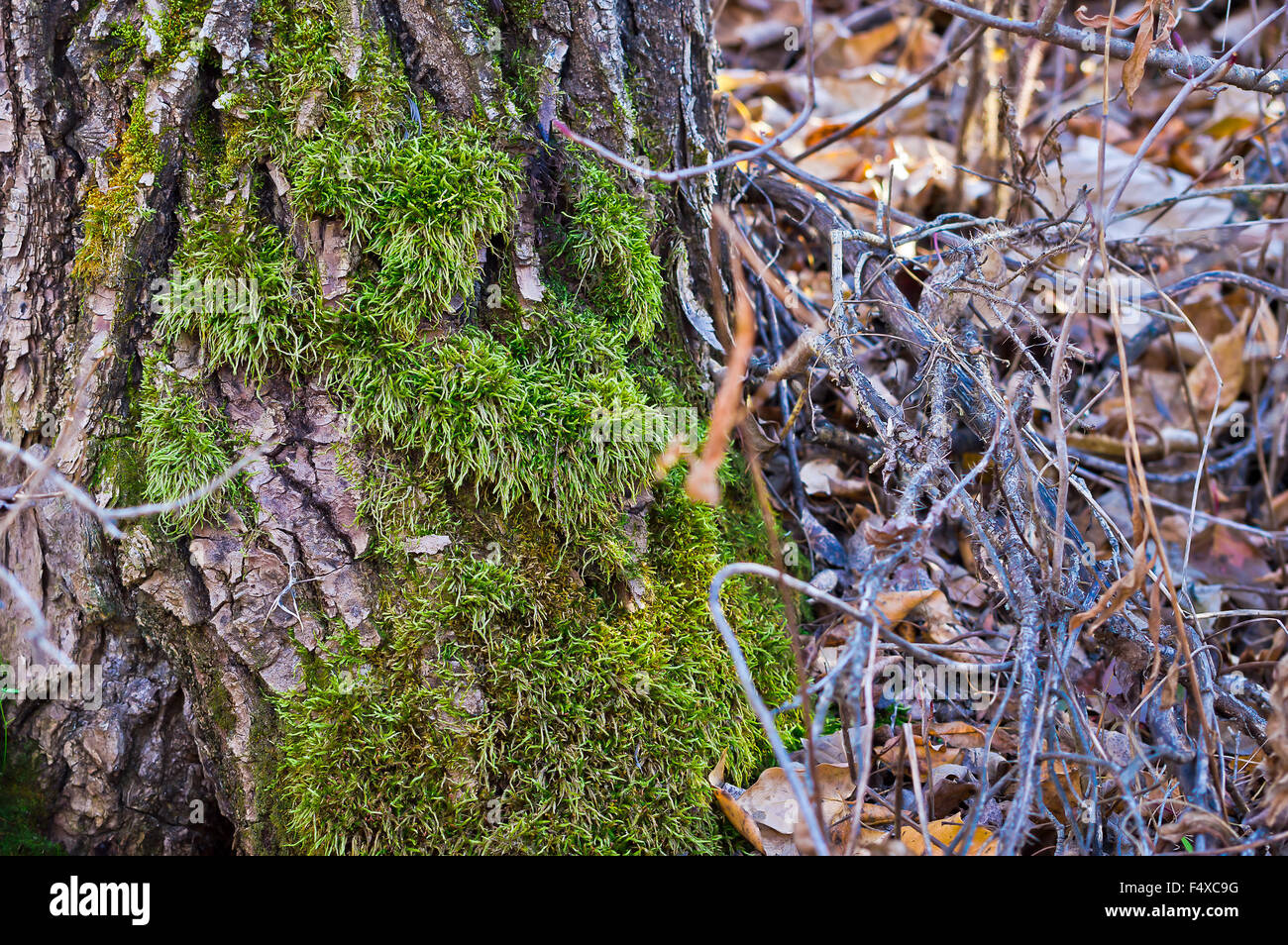 Unter einem Teppich aus trockenen Blättern deckt eine üppigen Wachstum von Moos am Ende dieser Baumstamm. Stockfoto