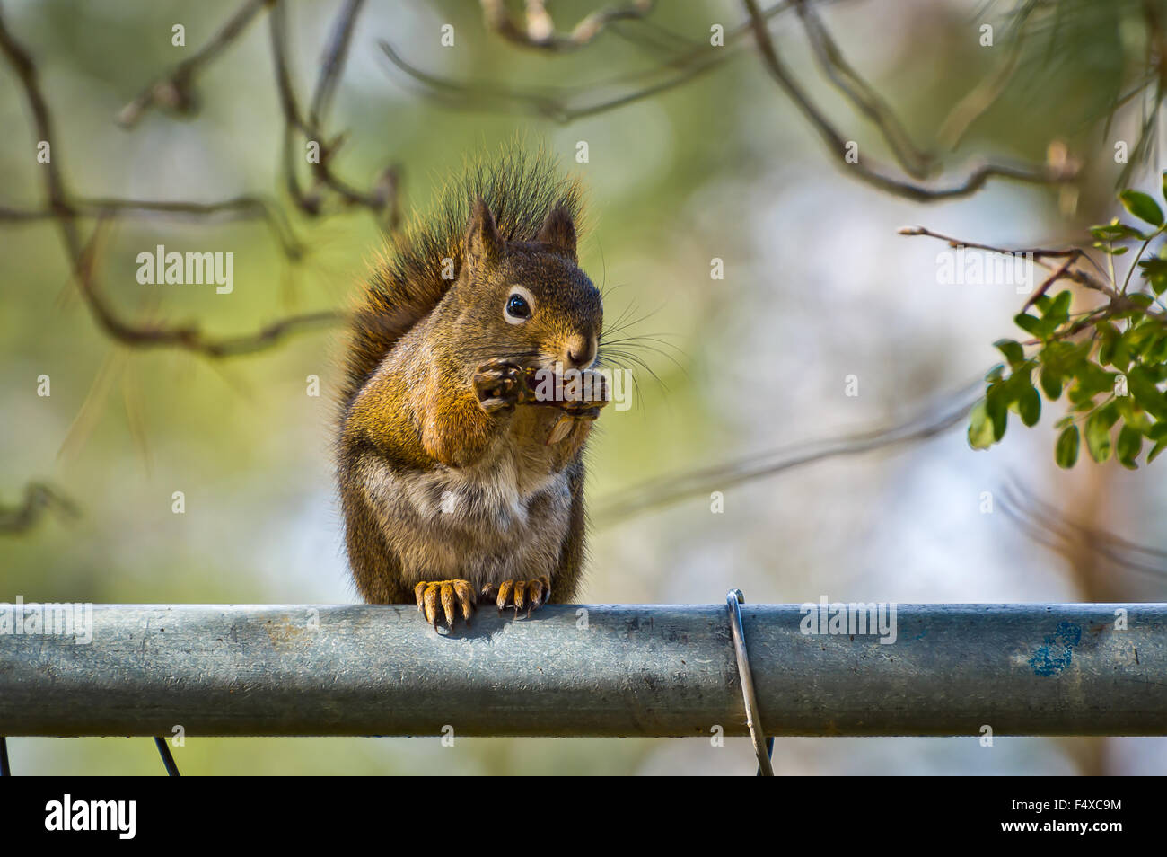 Eichhörnchen Essen an einem Zaun, der Schatz in seinen Klauen hielt. Stockfoto