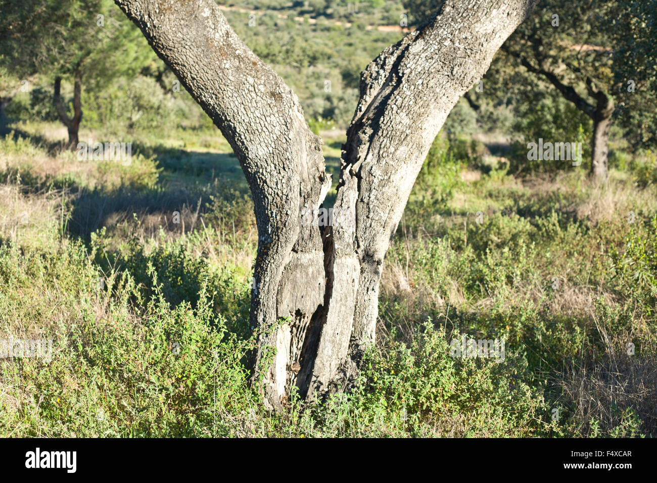 Gebrochenen Baum in der Mitte der Stamm, Dehesa Landschaft, Extremadura, Spanien. Sturmschäden Stockfoto