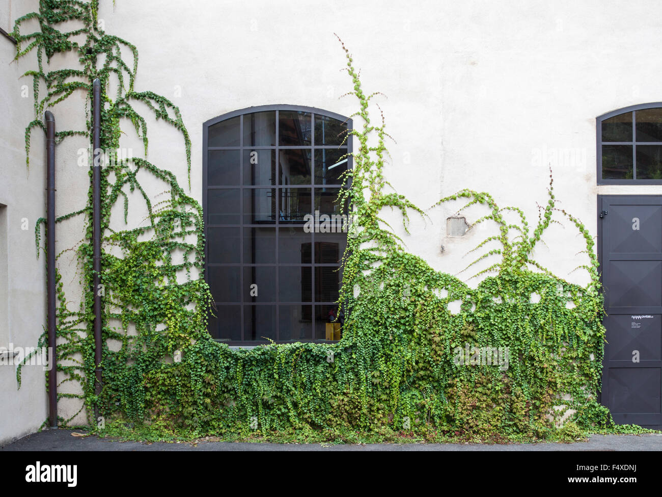 Efeu und weißen Wand am Fenster. Biella, Piemont. Italien Stockfoto