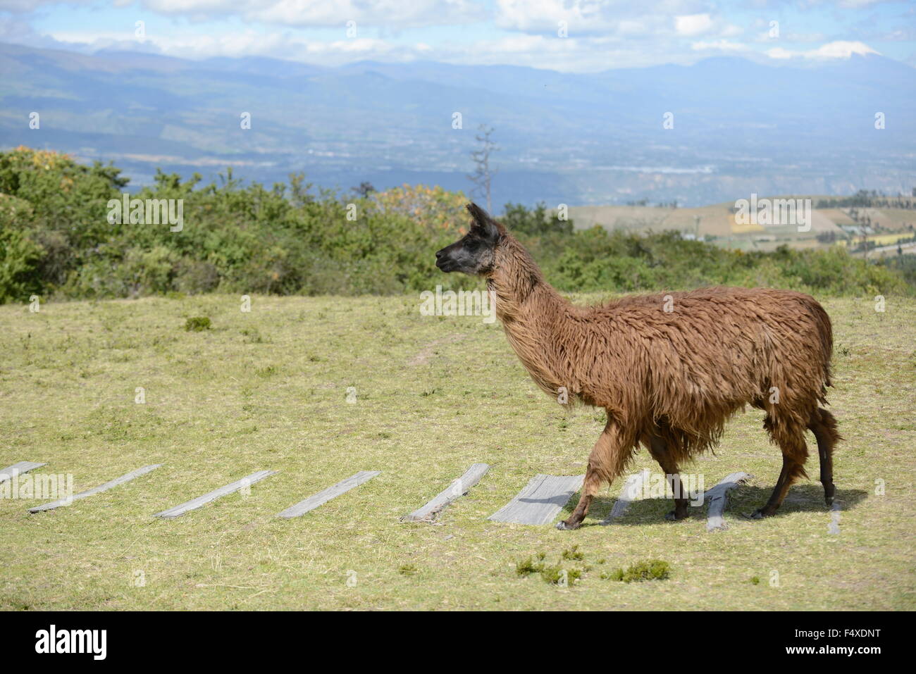 Braune Lama auf dem Feld. Stockfoto