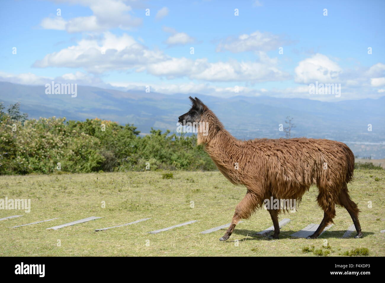 Braune Lama auf dem Feld. Stockfoto
