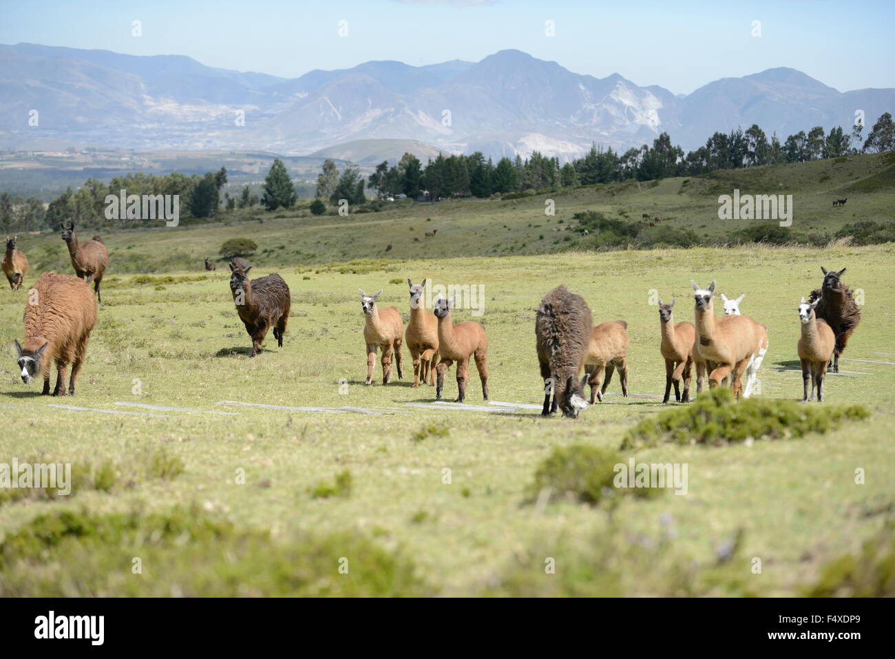 Lamas-Familie auf dem malerischen Gebiet. Stockfoto