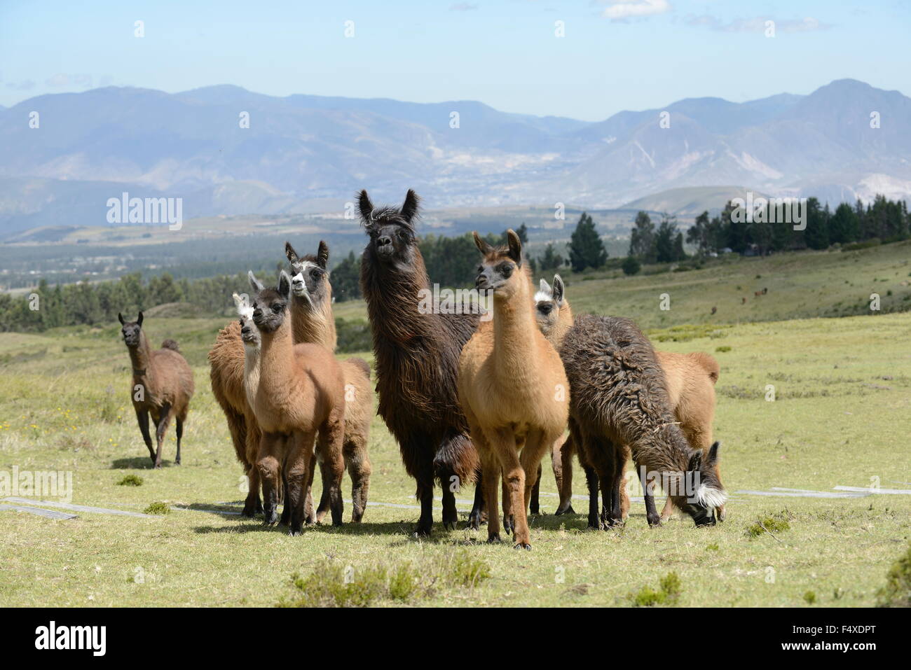 Lamas-Familie auf dem malerischen Gebiet. Stockfoto