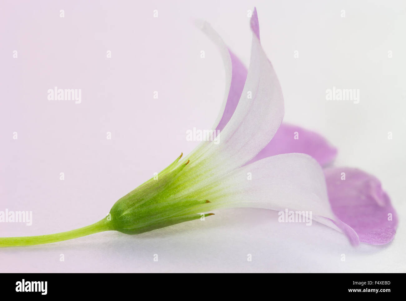 Lila Oxalis Triangularis Blume mit Weichzeichner und weißen Hintergrund Stockfoto