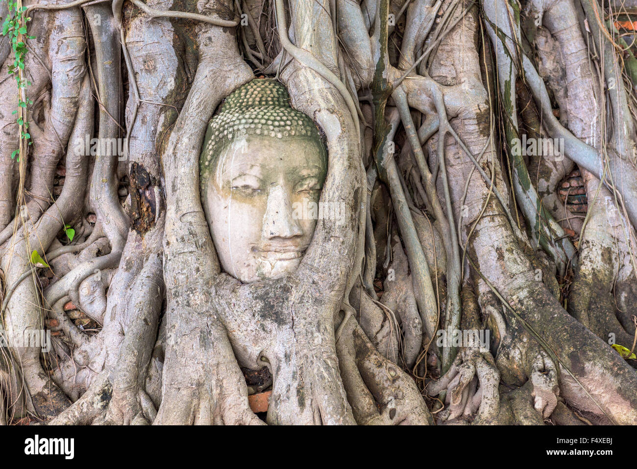 Buddha-Kopf in Ayutthaya, Thailand. Stockfoto