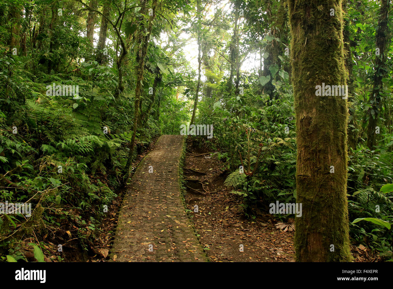 Die Natur Landschaft aus wandern die Monteverde Nebelwald Regenwald in Costa Rica Stockfoto
