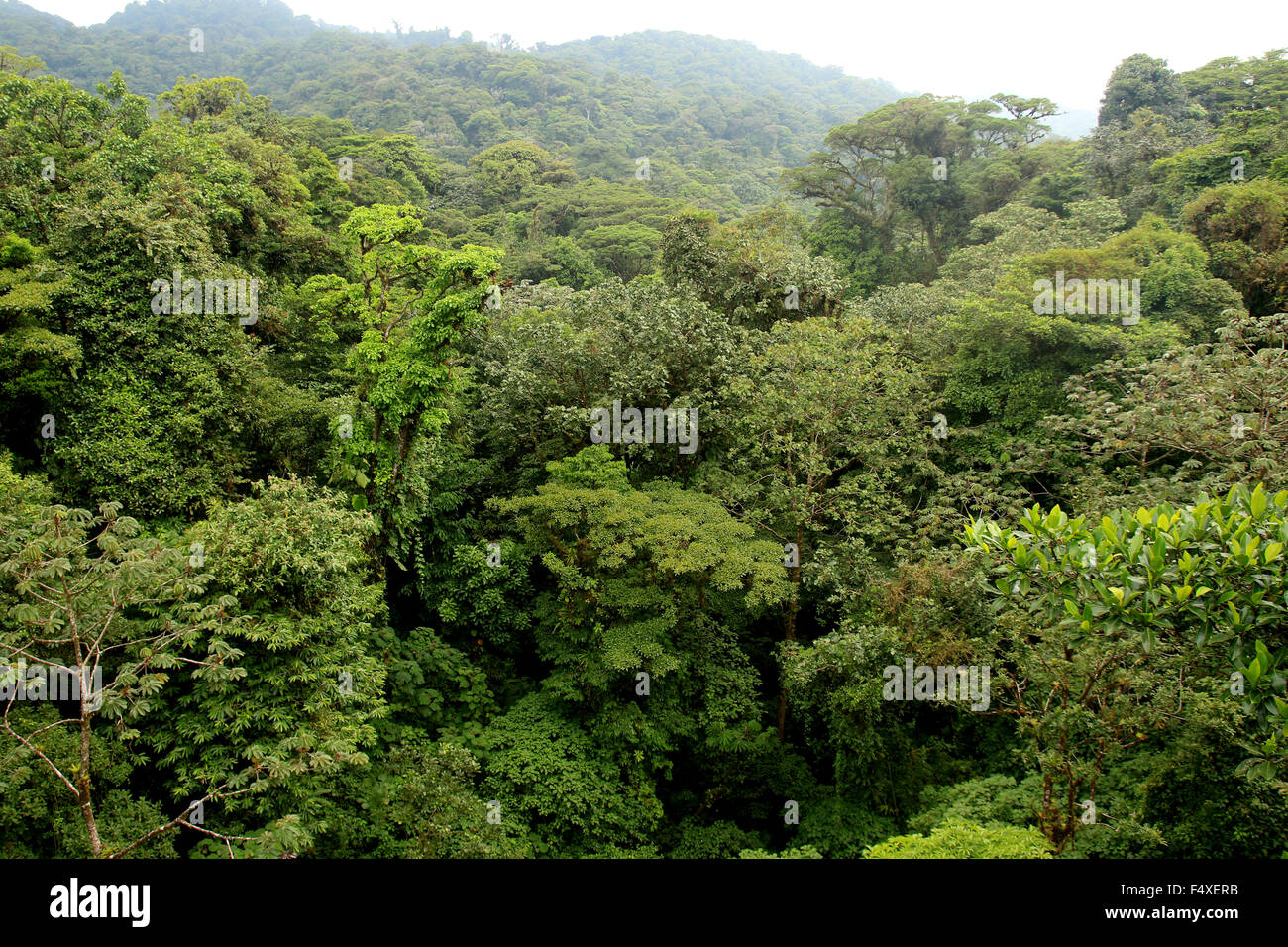 Die Natur Landschaft aus wandern die Monteverde Nebelwald Regenwald in Costa Rica Stockfoto