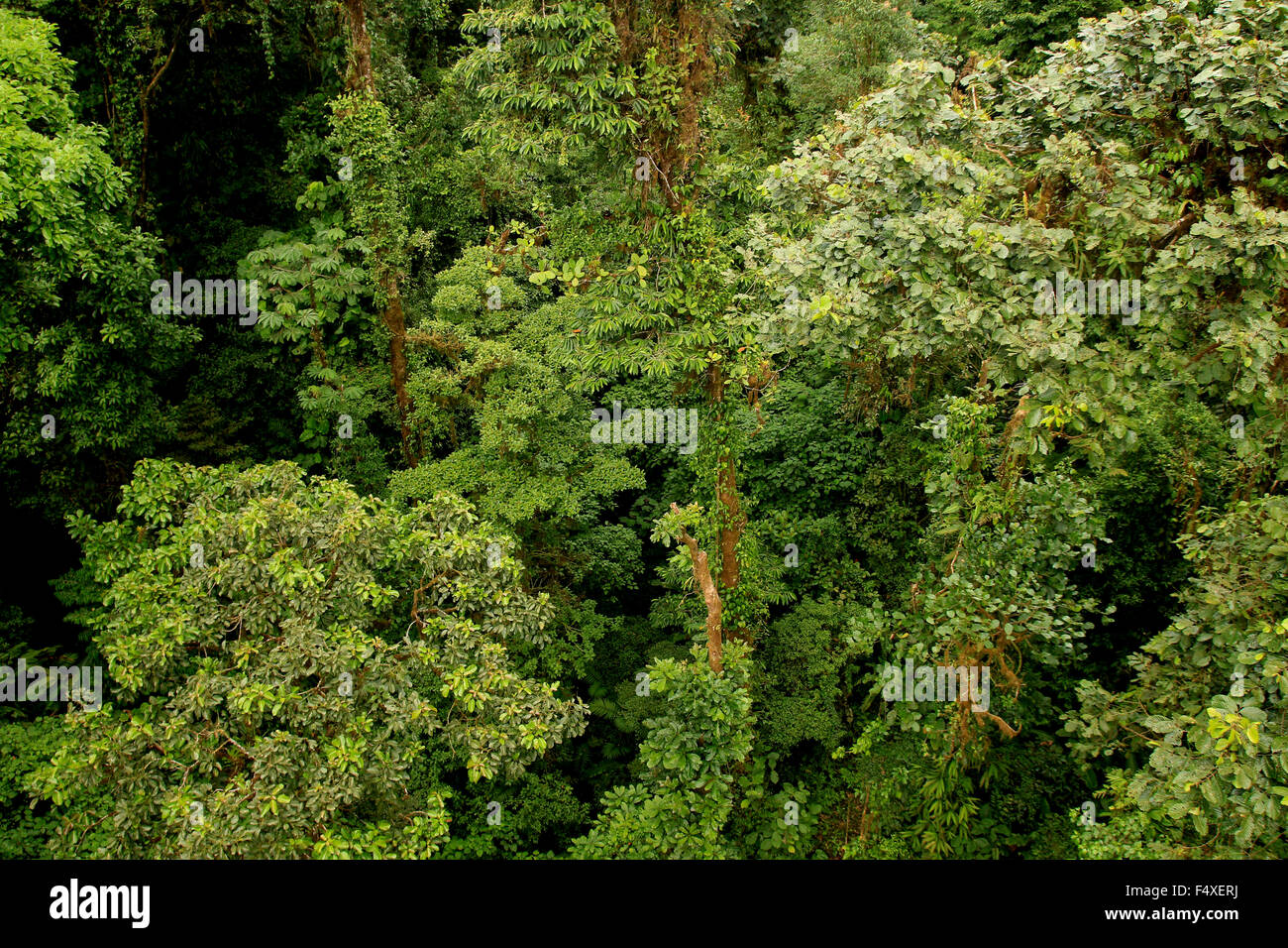 Die Natur Landschaft aus wandern die Monteverde Nebelwald Regenwald in Costa Rica Stockfoto