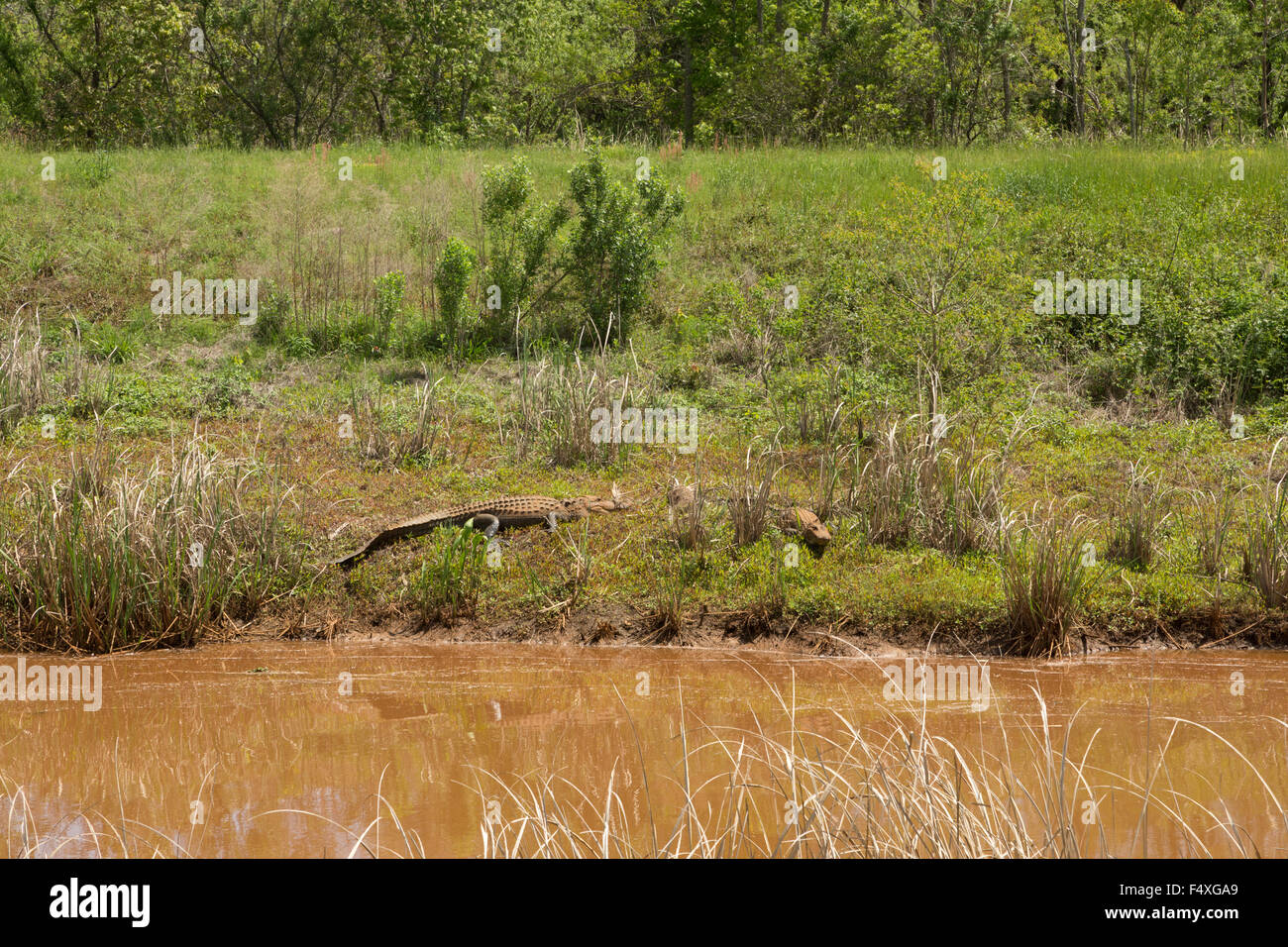 Ein Foto von einigen amerikanischen Alligatoren in freier Wildbahn in der Nähe von Savannah in Georgia. Stockfoto