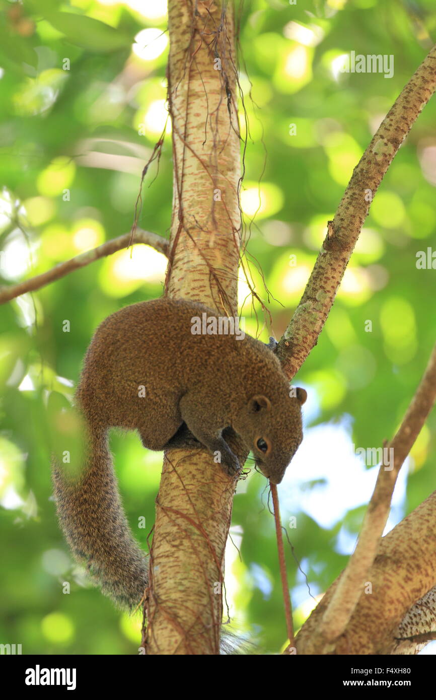 Taiwan Eichhörnchen (Callosciurus Erythraeus) in Malaysia Stockfoto