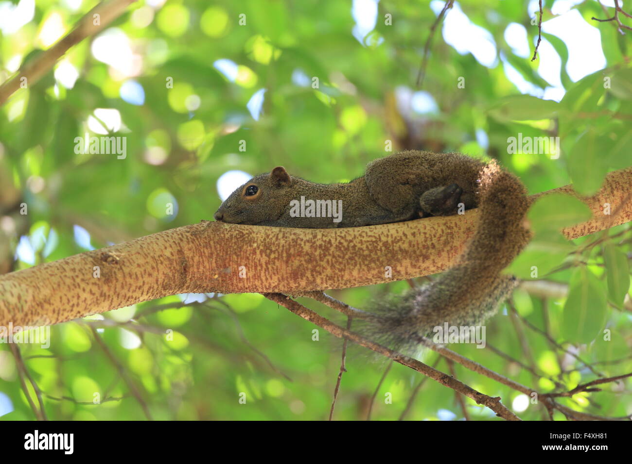 Taiwan Eichhörnchen (Callosciurus Erythraeus) in Malaysia Stockfoto