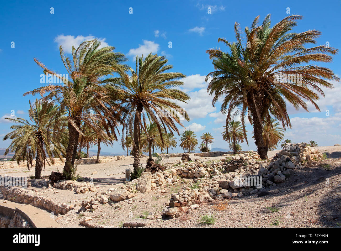 Palmen im Megiddo National Park - ein UNESCO-Weltkulturerbe der Arbeit Nordisrael Stockfoto