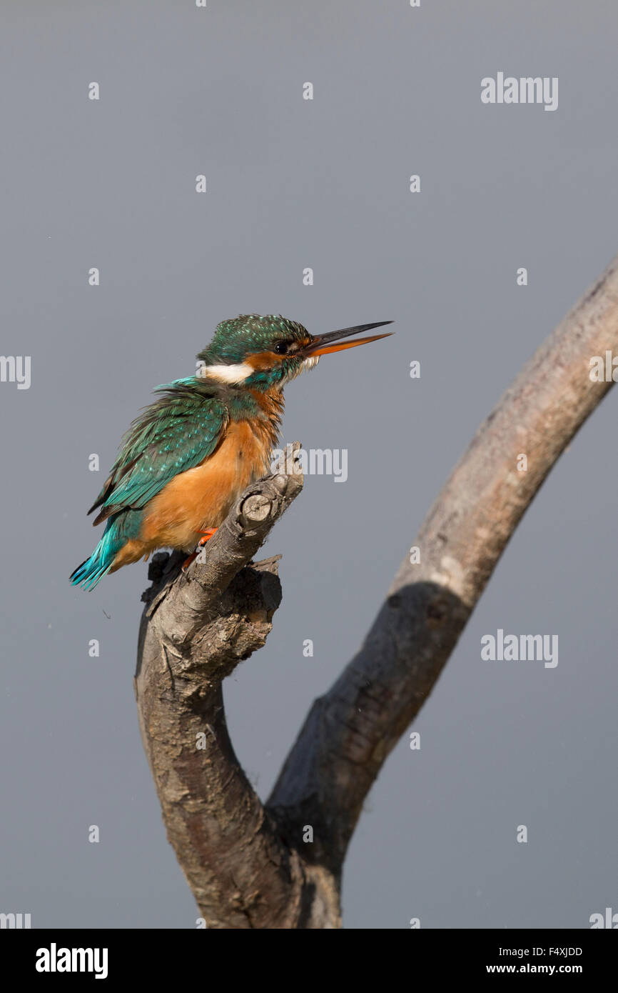 Eisvogel in Andalusien Stockfoto