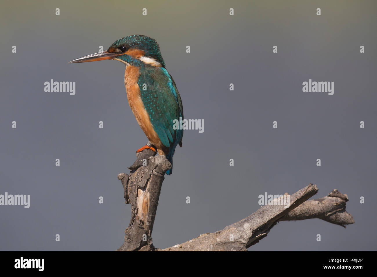 Eisvogel in Andalusien Stockfoto