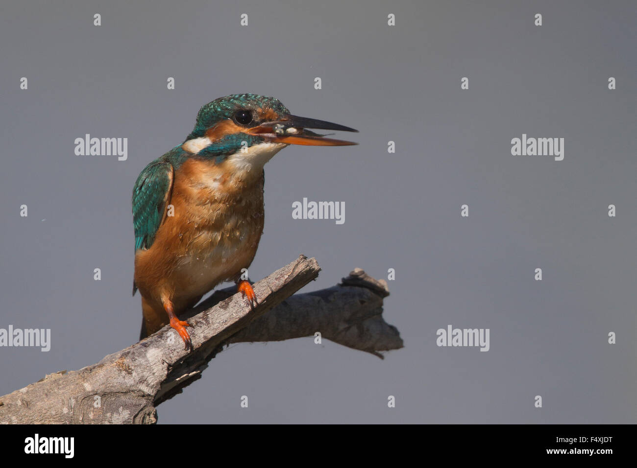 Eisvogel in Andalusien Stockfoto